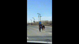 Ngỡ ngàng trước khả năng chạy của 2 chú ngựa, đọ sức với xe ô tô trên đường cao tốc khiến ai cũng kinh ngạc 