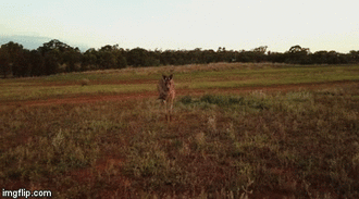 Phát hiện "kẻ quấy rối" Kangaroo ra sức truy đuổi và hung hăng tấn công đánh rụng flycam