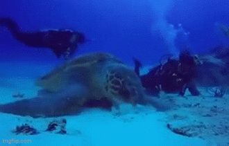 Cận cảnh rùa khổng lồ kiếm ăn dưới đáy biển khiến người xem vô cùng thích thú 
