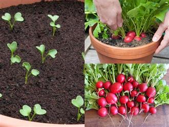 Cách trồng củ cải đỏ đơn giản tại nhà, thu hoạch ngay chỉ sau 1 tháng