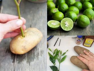 Cắm cành chanh vào củ khoai tây: Cách trồng lạ đời nhưng cho cây sai trĩu quả chị em thi nhau làm theo