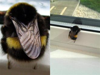 Chú ong bị "thần heo nhập", chăm chỉ hút mật đến độ béo ục ịch không cất nổi cánh bay!
