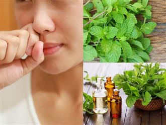 Nếu bị viêm mũi, viêm xoang: Đây là bài thuốc siêu dễ giúp bạn trị bệnh tại nhà nhờ loại lá quen thuộc