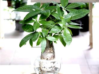 Muốn hút tài lộc, trồng ngay 4 loại cây này trong nhà, đảm bảo vượng khí tăng ngùn ngụt, tiền vào như nước