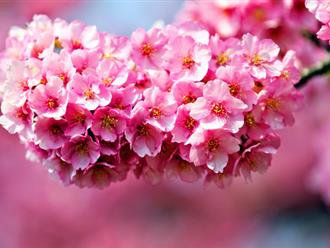 Tìm hiểu nguồn gốc, ý nghĩa của hoa mai và hoa đào trong ngày tết