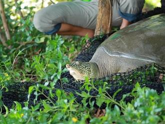 Cá thể rùa tại hồ Hoàn Kiếm nặng 100kg bất ngờ qua đời ở hồ Đồng Mô 