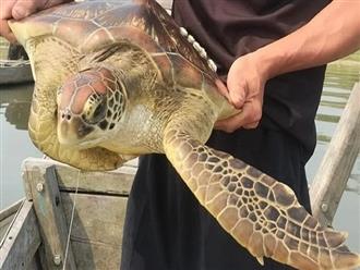 Rùa biển quý hiếm nặng 10kg được tìm thấy ở Phá Tam Giang