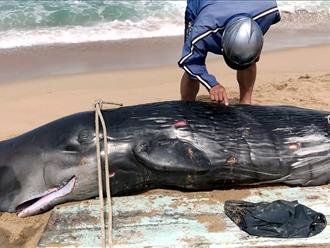 Cá voi đen nặng 300kg dạt vào bờ biển Phú Yên, trên người có nhiều vết thương