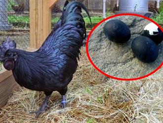 Loại trứng gà 'siêu lạ' đen như cục than, giá tới 1 triệu đồng/quả nhưng vẫn được 'săn lùng' như của ngon vật lạ