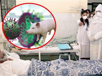 MỚI: Phát hiện trường hợp người đầu tiên nhiễm virus cúm H1N2 chỉ lây lan ở lợn