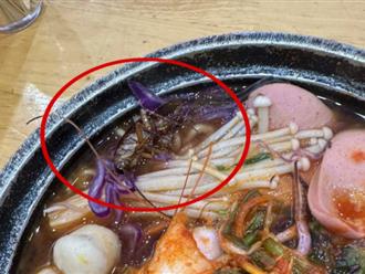 Thực khách kinh hoàng phát hiện gián nằm 'ngửa bụng' trong thức ăn ở quán mì cay Hà Nội