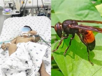 Bị ong vò vẽ đốt 83 vết, 2 anh em ruột nhập viện khẩn cấp trong tình trạng nguy kịch