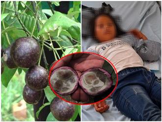 Cánh báo ngộ độc khi ăn quả hồng châu: Bé gái 6 tuổi ở Hà Giang tử vong trên đường đến bệnh viện