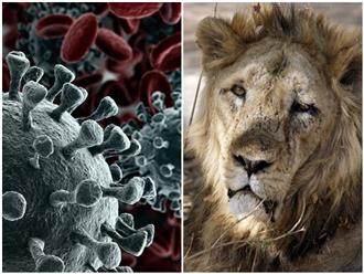 Sốc: Những con sư tử đầu tiên trên thế giới bị nhiễm COVID-19 tại tâm chấn 'đại hồng thủy' dịch bệnh Ấn Độ