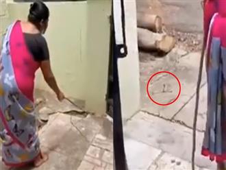 Người phụ nữ ‘thương lượng’ với rắn độc để đuổi rắn hổ mang ra khỏi nhà