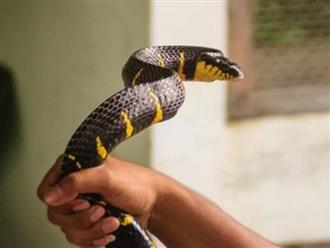 Sau khi bị rắn cắn, người đàn ông 65 tuổi đã vồ lấy con rắn và cắn lại, kết quả gây sửng sốt cho nhiều người