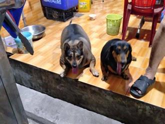 2 chú chó của gia đình bán đồ ăn chay béo rụt cổ, đi lại cũng chẳng xong, dân mạng lanh trí gọi tên AquaDog làm tấm gương học tập