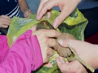 Nghệ An: Rủ nhau ăn hạt cây ngô đồng, 3 học sinh tiểu học nhập viện do ngộ độc