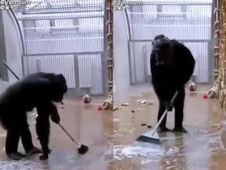 Nhân viên sở thú lỡ tay đánh rơi cây chổi vào chuồng của chú tinh tinh, nào ngờ chính con vật này đã giúp người đàn ông kia dọn dẹp chỗ ở của mình