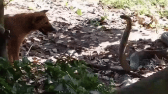 2 chú chó nhà dũng cảm đối mặt với rắn hổ mang khổng lồ