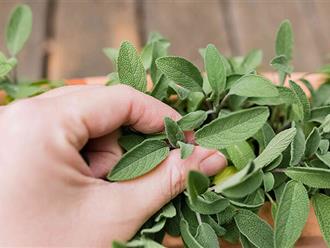 10 loại rau thảo mộc không thể thiếu trong vườn nhà, vừa tiết kiệm vừa có tác dụng chữa bách bệnh!
