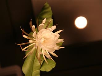 Trồng cây hoa quỳnh phong thủy: Vừa là vị thuốc quý, mỗi lần nở hoa là mang tới tài lộc cho gia chủ