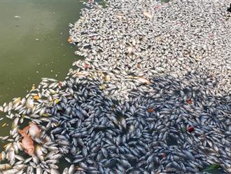Cá chết hàng loạt, nổi trắng mặt hồ điều hòa ở Quy Nhơn, nguyên nhân do đâu?
