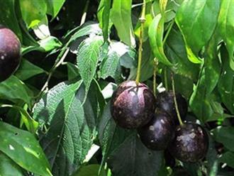 Vụ 11 trẻ ngộ độc do ăn quả hồng châu ở Hà Giang: 1 ca đã tử vong, 3 ca nặng chuyển tuyến trung ương