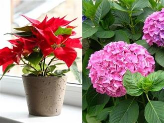 4 loại hoa đẹp nhưng có độc mà rất nhiều người thích bày trong nhà