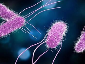 Salmonella nguy hiểm như thế nào mà khiến hàng trăm người ngộ độc?