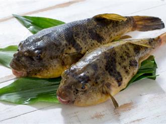 5 loài cá cực ngon nhưng chứa độc tố gấp 1.200 lần cyanua, tốt nhất không nên động đũa: 3 loại cá rất quen thuộc tại Việt Nam