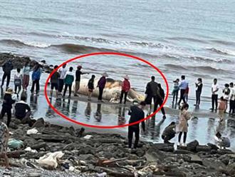 Nam Định: Bất ngờ với xác cá voi nặng gần 5 tấn trôi dạt vào bờ, địa phương tiến hành làm lễ thắp hương
