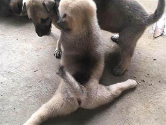 Chú chó con biểu diễn tuyệt kỹ "xoạc chân" khiến hội chị em ngỡ ngàng, xấu hổ vì đi tập yoga cũng không dẻo bằng em cún