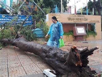 Mưa kèm gió mạnh, cây phượng lớn lại bật gốc đè xuống cổng trường mầm non ở TP.HCM khiến nhiều người hoảng hồn