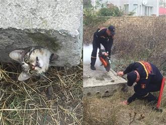 "Nghẹt thở" cuộc giải cứu chú mèo bị kẹt trong ống bê tông nhỏ hẹp, dân mạng liền xôn xao: Giống Tôn Ngộ Không bị núi đè 500 năm khi xưa