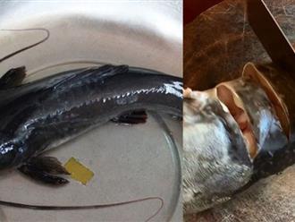 Loại cá nhiều người 'chê' bán rẻ bèo ở chợ, giá rẻ như cho mà bổ như vi cá, nấu món gì cũng là 'đại bổ' cho sức khỏe