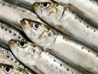 Loại cá nhiều canxi hơn sữa, giàu omega 3 lại ngăn ngừa tiểu đường: Có sẵn ở chợ Việt, nếu bắt gặp phải mua ngay