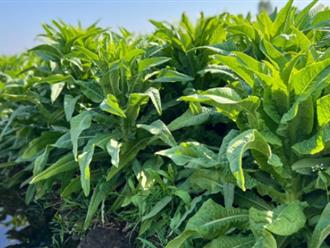 Một loại rau xưa dùng để tiến vua nay mọc dại đầy vườn: Tốt ngang “thuốc bổ”, dễ làm, ăn ngon lại chống ung thư tự nhiên  