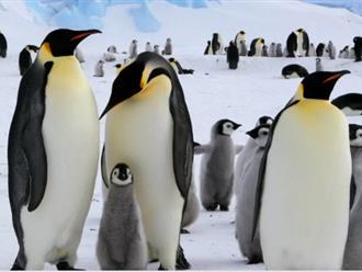 NÓNG: Phát hiện trường hợp nhiễm virus cúm gia cầm đầu tiên trong lịch sử tại vùng Nam Cực, đe dọa chim cánh cụt