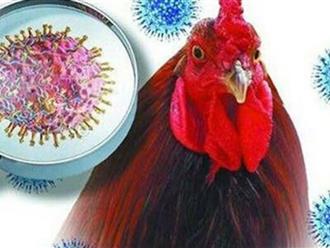 WHO: Bùng phát dịch cúm gia cầm ở động vật có vú làm tăng nguy cơ lây nhiễm sang người