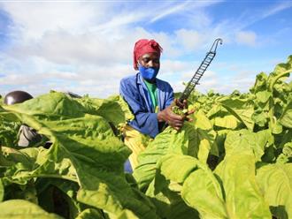 WHO kêu gọi nên ngừng trợ cấp hàng triệu USD cho việc trồng cây thuốc lá mỗi năm