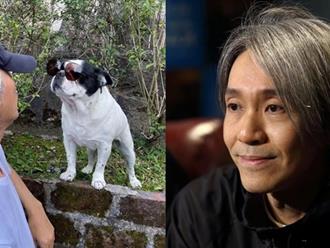 Cuộc sống cô độc không vợ con, tìm thấy niềm vui bên cún cưng của Châu Tinh Trì ở tuổi 60