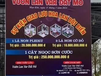 'Màn' mua bán lan đột biến gần 300 tỷ đồng ở Quảng Ninh: Cán bộ Cục thuế nói gì?