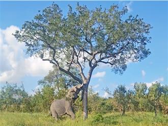 Đang yên đang lành voi rừng hùng hổ chạy đến húc đổ cây trong rừng, biết nguyên nhân ai cũng ngã ngửa