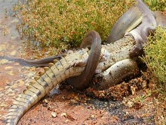 Cuộc chiến ‘NẢY LỬA’ của ‘ông vua đầm lầy’ và loài rắn nguy hiểm nhất Châu Phi, kẻ đi săn lại biến thành con mồi