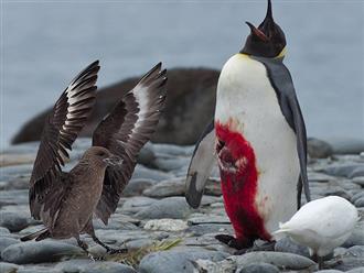 Đang đi săn thì cả đàn chim cánh cụt bị bao vây bởi loài chim to lớn, rất may chúng được cứu nguy kịp lúc nhờ loài vật đáng yêu này