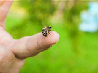 Cách sơ cứu và chữa trị khi bị ong đốt nhanh hết sưng tại nhà hiệu quả