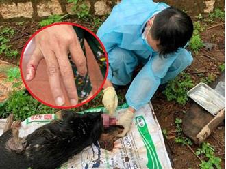 Vụ chó lạ tấn công 4 người ở Đắk Lắk, kết quả dương tính virus bệnh dại