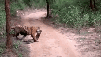 Chỉ bằng một đòn tấn công, hổ cái đã chứng minh vị trí độc tôn của mình khi kết liễu báo đốm ngay trước mặt du khách