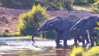 Đang uống nước dưới hồ, voi rừng bất ngờ bị cá sấu phục kích cắn vào vòi, tấn công và cái kết đầy bất ngờ